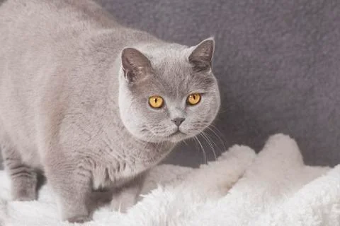 Fat cat on blanket Stock Photos