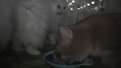 Fat cat eats from a bowl. White cat in the background. Muffled light. Stock Footage 122204429
