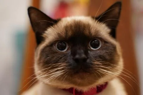 Fat Cat Face with shallow depth of field Stock Photos