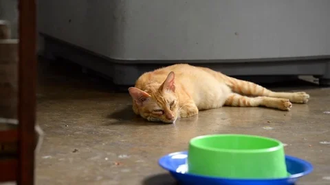 Fat Cat Stock Footage 79782816