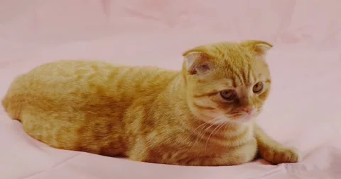 Fat cat Stock Footage 131200084