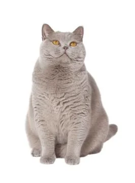 Fat cat isolated Stock-Fotos