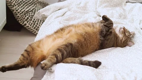 Fat cat lies on its back on the bed Stock-Footage 133830177