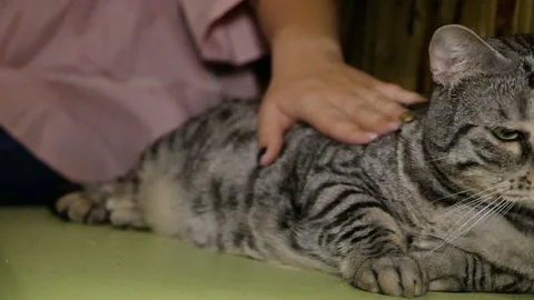 Fat cat is lying on the bed Stock Footage 94587897