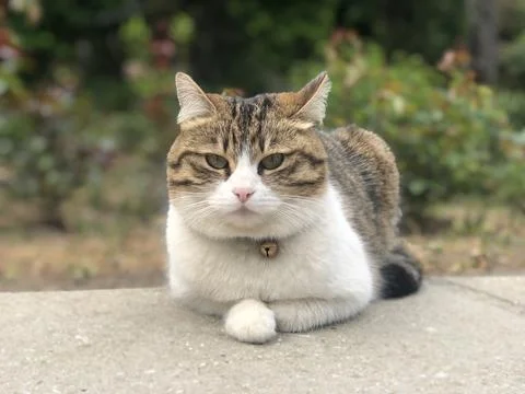 Fat Cat 库存照片