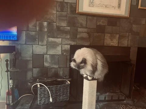 FAT CAT ON SCRATCHING POST LOOKING #3 Stock Photos