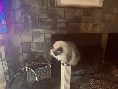 FAT CAT ON SCRATCHING POST LOOKING #2 Stock Photos