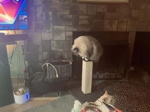 FAT CAT ON SCRATCHING POST LOOKING FOR FOOD Stock Photos