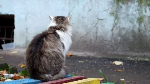Fat cat is sitting on a bench, but suddenly something frightened him Stock Footage 81834480