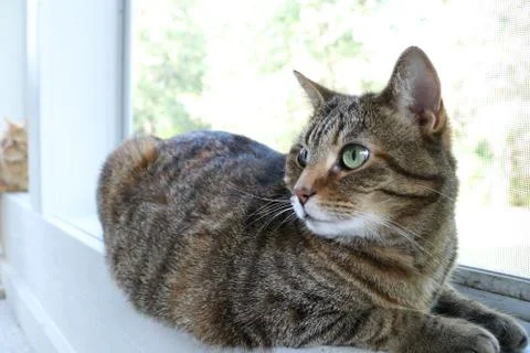 Fat Cat Sitting by a Window Stock Photos