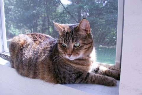 Fat Cat Sitting By a Window Stock Photos