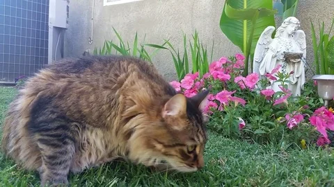 Fat Cat Smells the Flowers Stock Footage 76009196