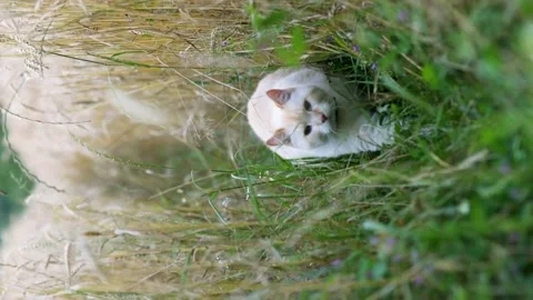 Fat cat walks in a rye field at the camera. Vertical video, slow motion Stock Footage 246327839