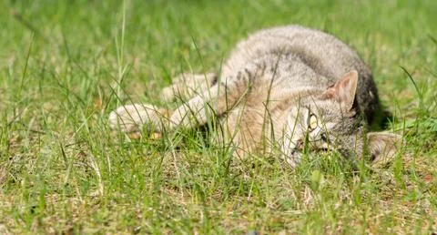 A Fat Cat is Warming itself in the Sun Stock Photos