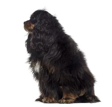 Fat Cavalier King Charles Spaniel sulking (1 year old) Stock Photos