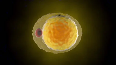 A Fat cell Stock Footage 134141723