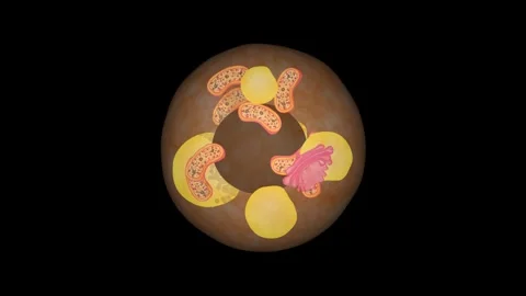 Fat cell Video stock 259834305