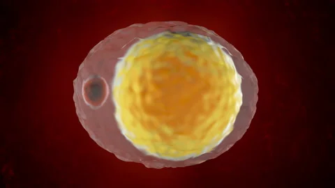 A Fat cell in the human body. Stock Footage 135014778