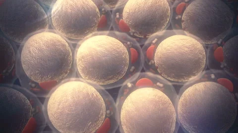 Fat cell, insulin Vidéo 43344207