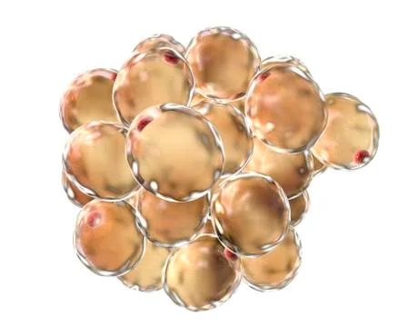 Fat cells, illustration Stock-Illustration