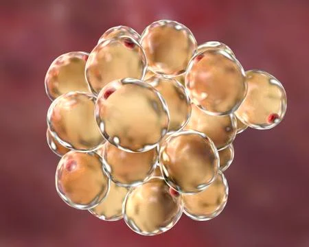 Fat cells, illustration Stock-Illustration