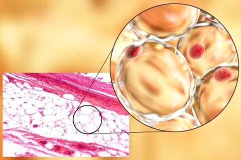 Fat cells, micrograph and 3D illustration Stock Illustration