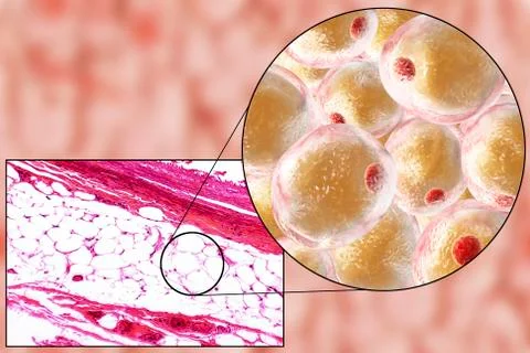Fat cells, micrograph and 3D illustration Stock Illustration