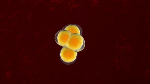 Fat cells multiplying and growing in the human body. Video stock 136271230