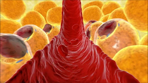 Fat cells structure.  Blood stream on field of cells. 3d realistic render Stock Footage 57026594
