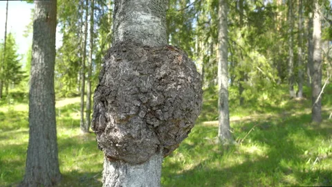 The fat chaga on the tree trunk in the forest Stock Footage 138565928