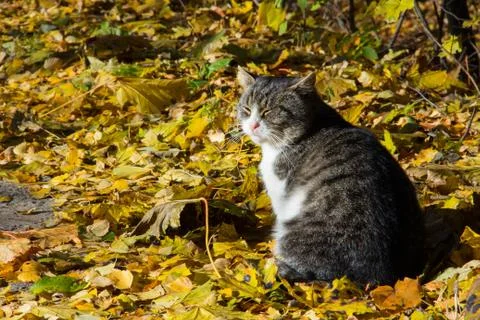 A fat-cheeked tabby cat basks in the sun in the autumn leaves Stock Photos
