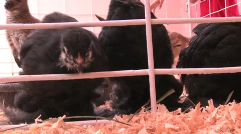 Fat Chickens Stock Footage 54263597