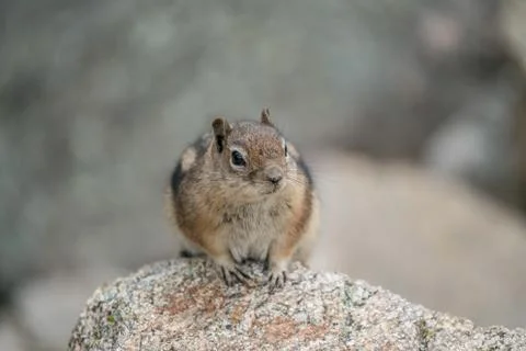 Fat Chipmunk Stock Photos