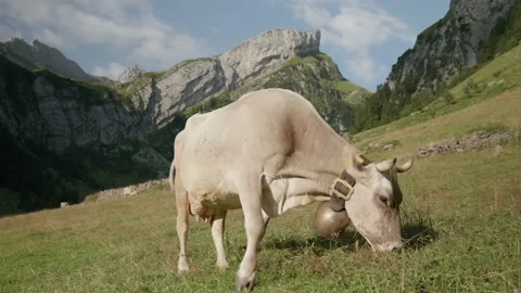 Fat cow Stock Footage 229354145