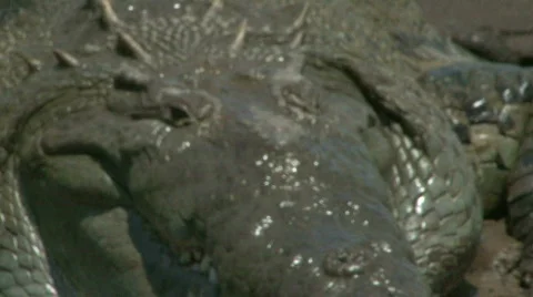 Fat Crocodile Full Frame Gluttony Stock Footage 621277