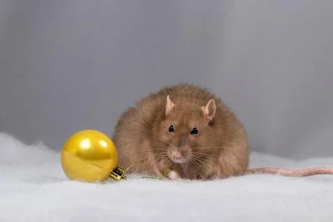 Fat cute rat on a plain light background with a christmas ball.Holiday concep Stock Photos