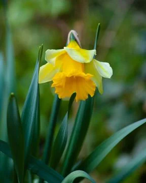 Fat Daffodil Stock Photos