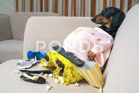 Fat dog couch potato eating a popcorn, fast food and watching television Stock Photos