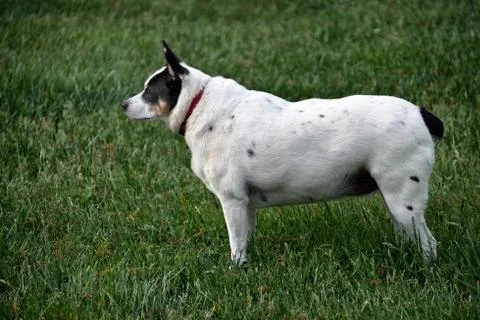 Fat dog Stock Photos