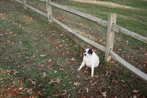 Fat dog Stock Photos