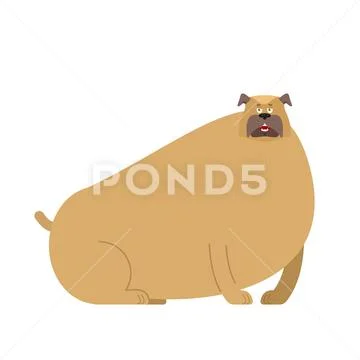 Fat dog. Thick bulldog. Home pet fatso Stock Illustration