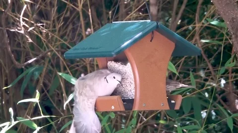 Fat Dove Stock Footage 108337588