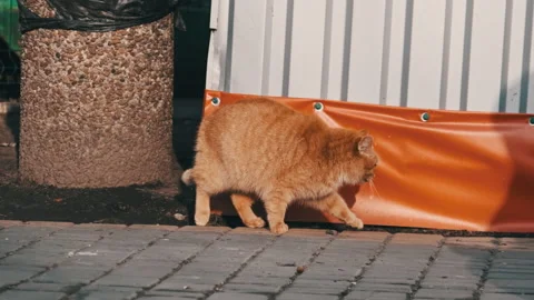 Fat Fluffy Ginger Cat Looking for Food Standing on Trash Can in Park Slow Motion Vídeos de archivo 237648339
