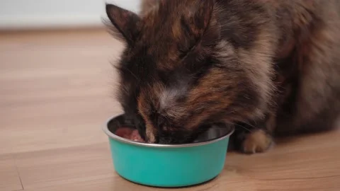 A fat fluffy pregnant cat eats canned food from a bowl. Close up. Stock Footage 150119764