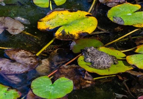Fat frog in the pond Stock Photos