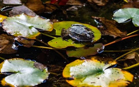 Fat frog in the pond Stock Photos