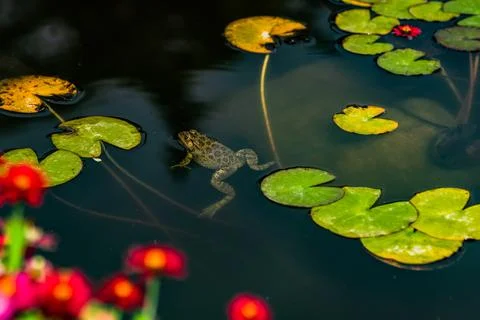 Fat frog in the pond Stock Photos