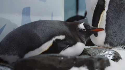 Fat Gentoo penguin lying down on rocks in enclosure Stock Footage 90315780