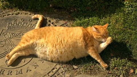 Fat ginger cat basking on a grass Stock Footage 98942271