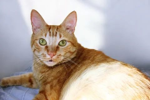 The fat ginger cat looking at the camera Stock Photos